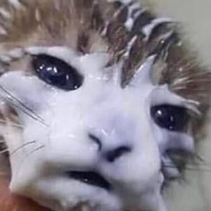 Meet your Posher, Dalia